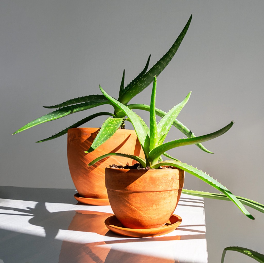 Hands caring for a young plant